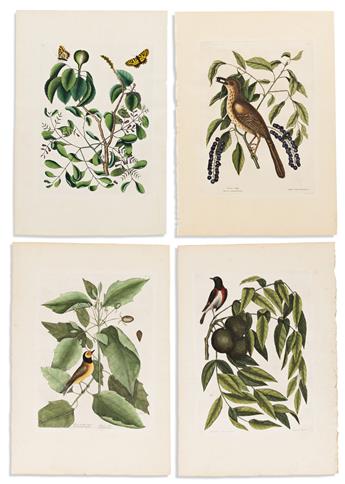 CATESBY, MARK. 8 hand-colored engraved plates